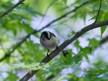 Long-tailed Tit 氷取沢市民の森 Tue, 4/16/2024