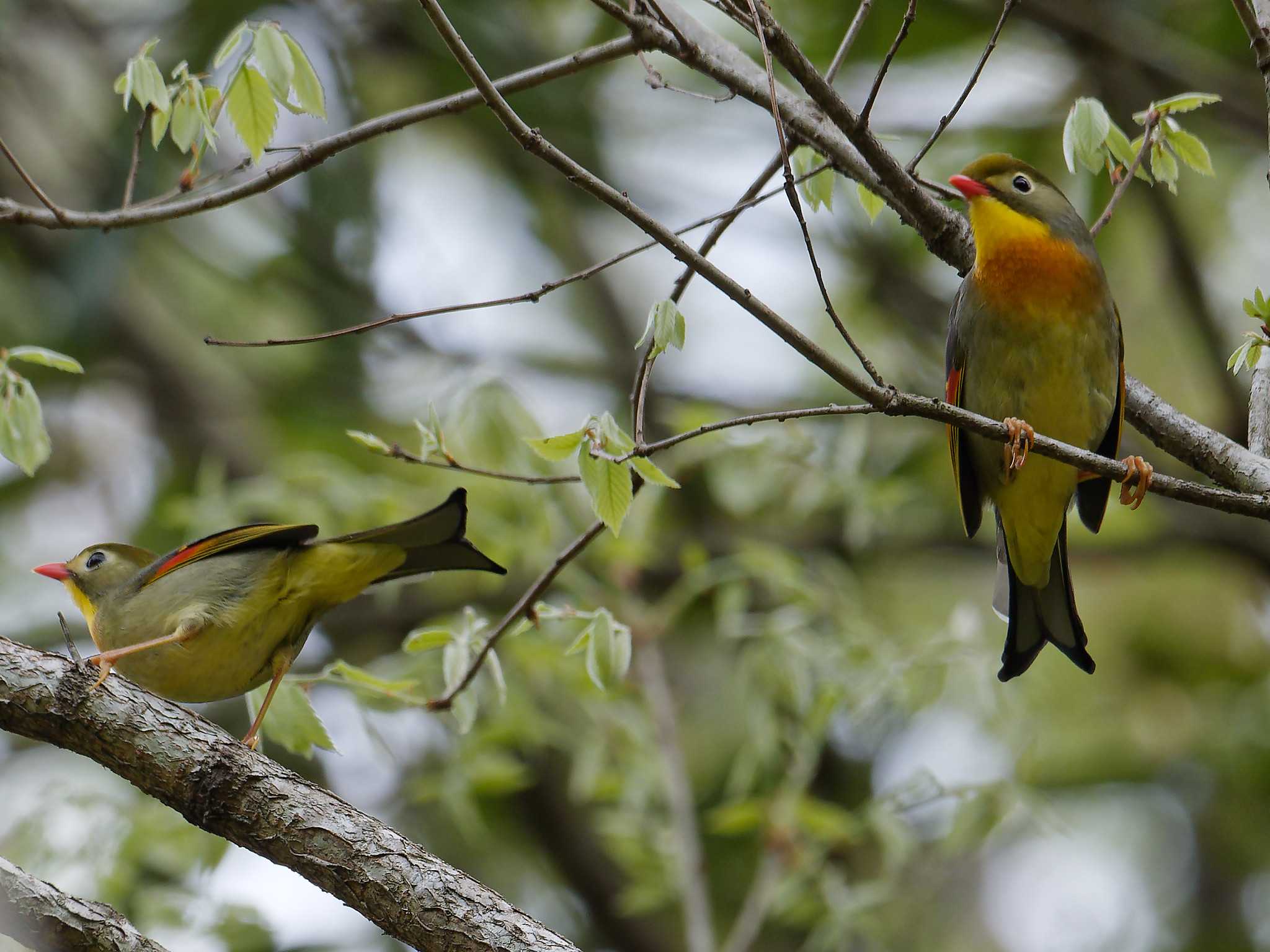 Photo of Red-billed Leiothrix at 氷取沢市民の森 by しおまつ