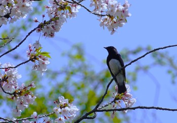 Blue-and-white Flycatcher Osaka castle park Sun, 4/14/2024