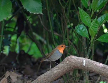 Japanese Robin Osaka castle park Sun, 4/14/2024