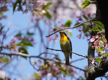 Narcissus Flycatcher Osaka castle park Sun, 4/14/2024