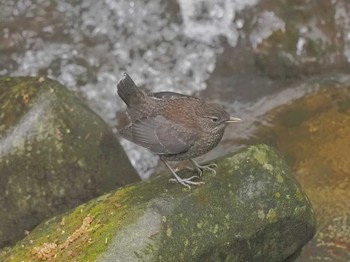 Brown Dipper Unknown Spots Tue, 4/16/2024