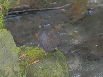 Brown Dipper Unknown Spots Tue, 4/16/2024