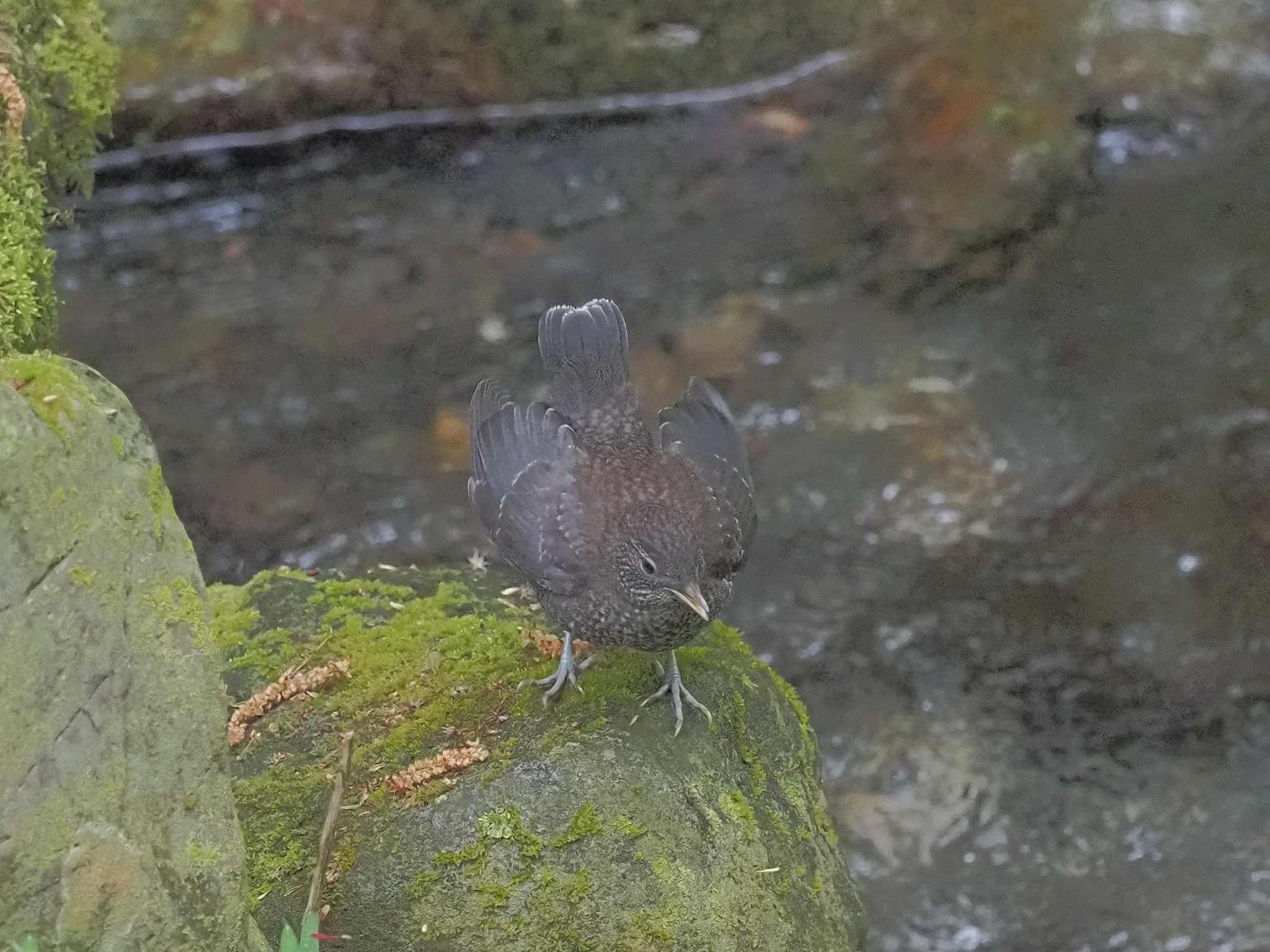 Photo of Brown Dipper at  by MaNu猫