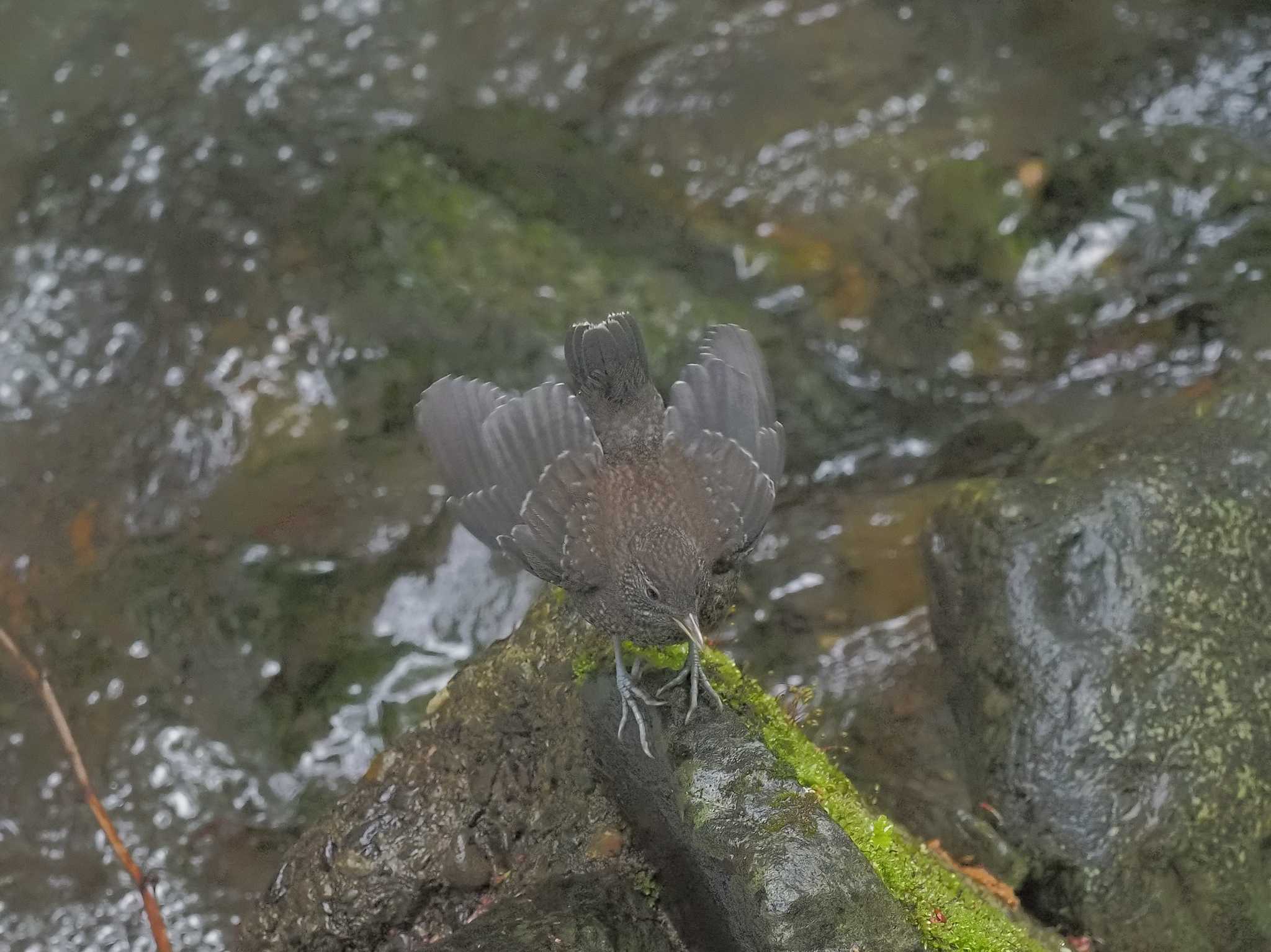 Photo of Brown Dipper at  by MaNu猫