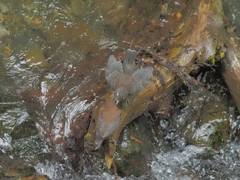 Brown Dipper Unknown Spots Tue, 4/16/2024