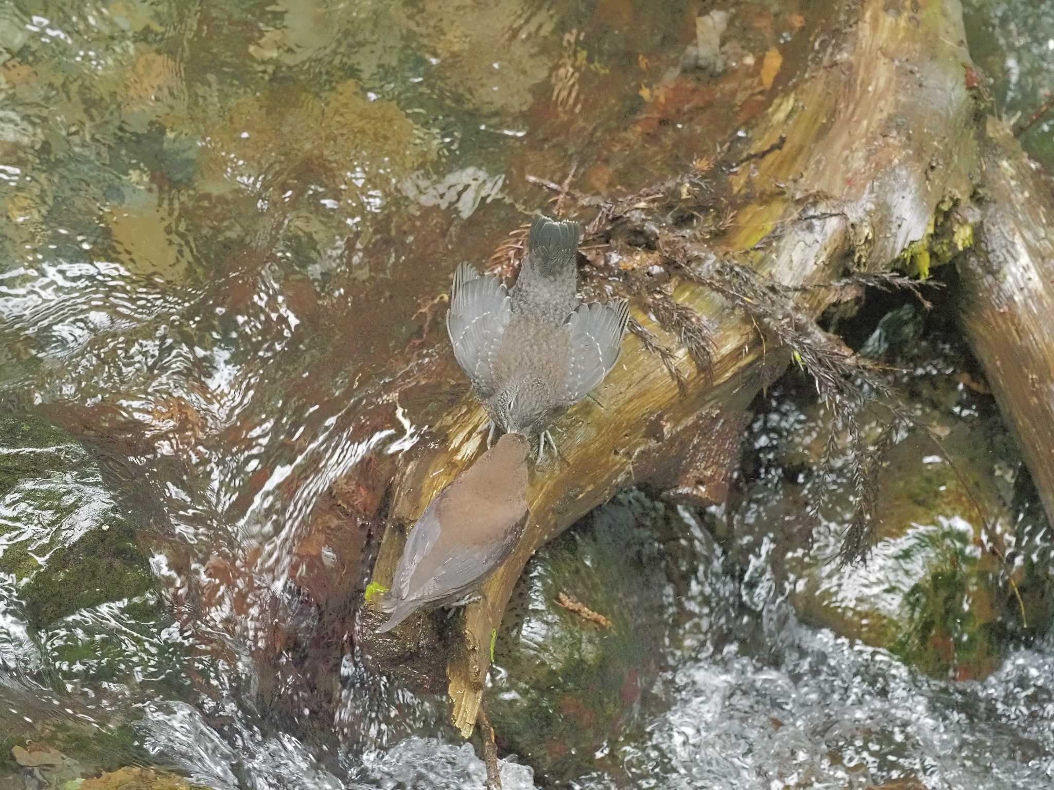 Photo of Brown Dipper at  by MaNu猫