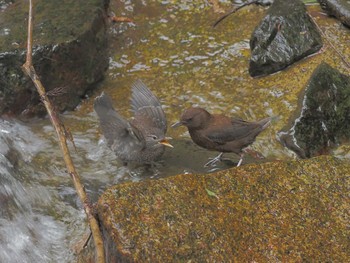 Brown Dipper Unknown Spots Tue, 4/16/2024