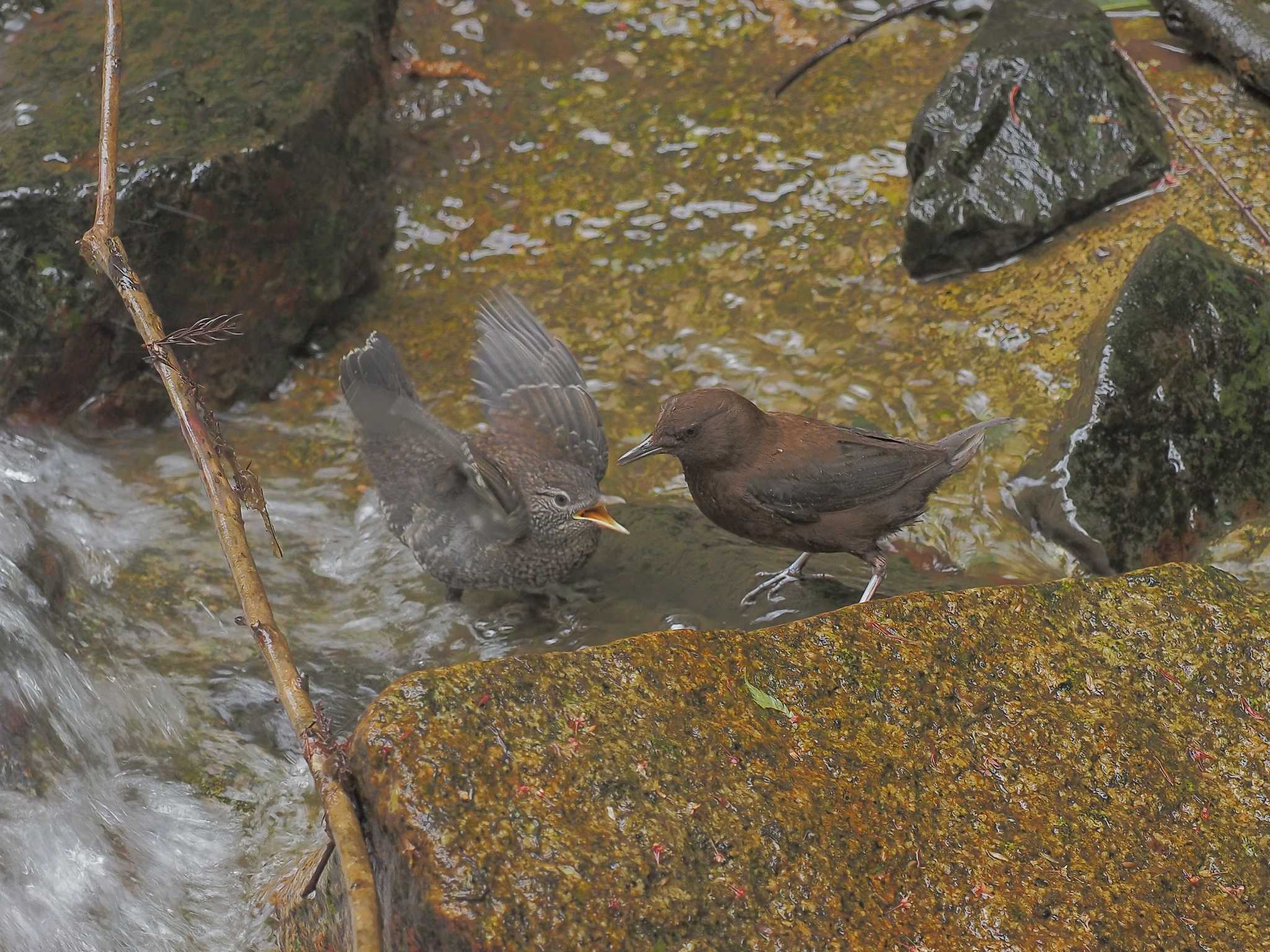 Photo of Brown Dipper at  by MaNu猫