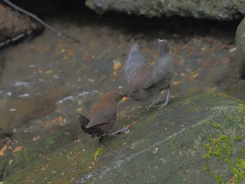 Brown Dipper Unknown Spots Tue, 4/16/2024