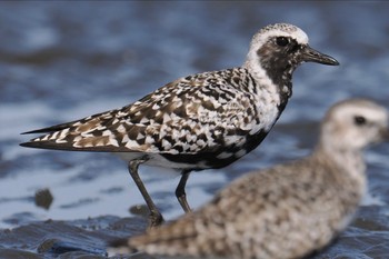 Grey Plover Sambanze Tideland Sat, 4/13/2024