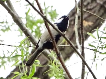 シジュウカラ 舞岡公園 2024年4月16日(火)