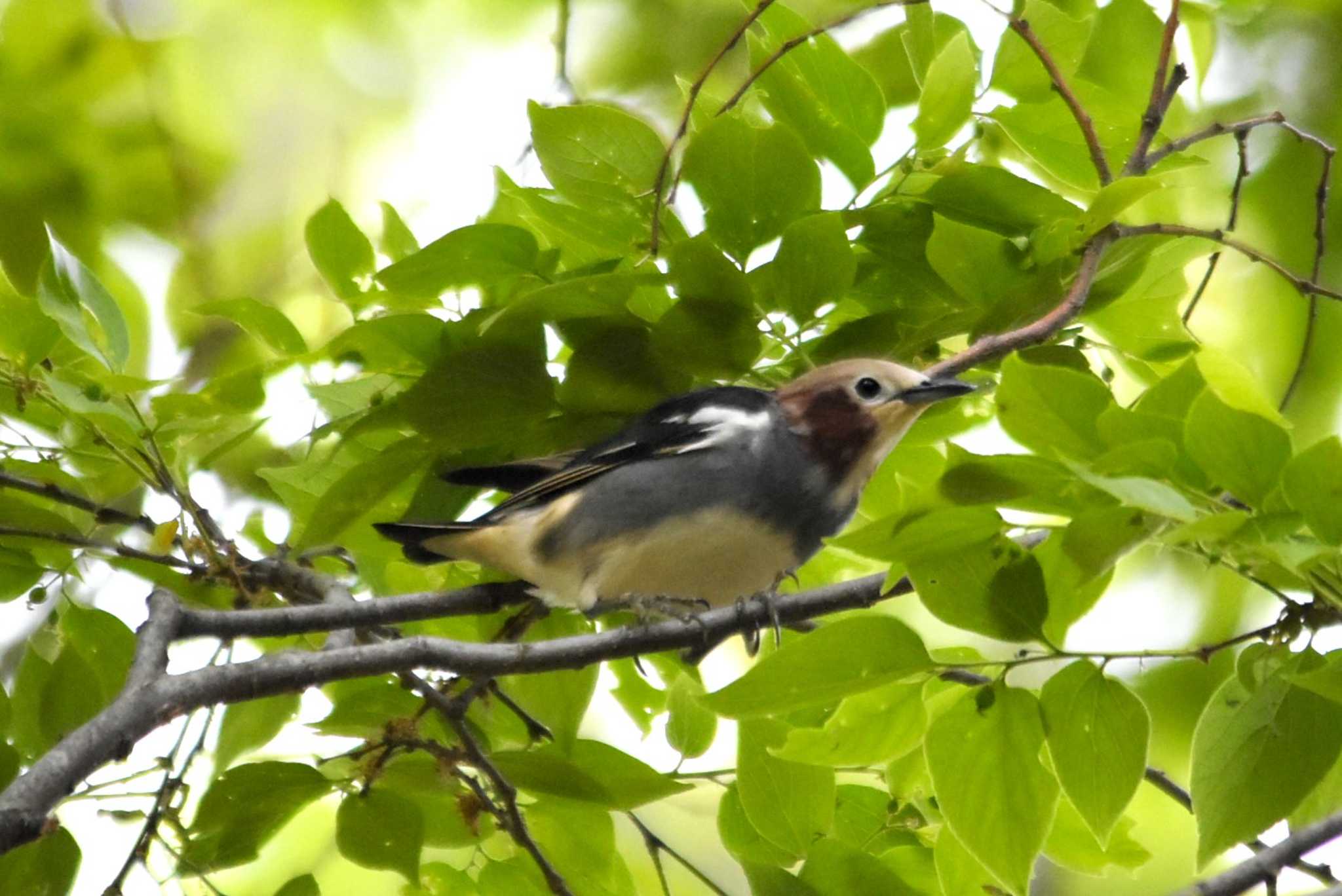 Photo of Chestnut-cheeked Starling at 大阪市内 by IKKEN