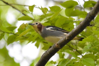 Chestnut-cheeked Starling 大阪市内 Tue, 4/16/2024