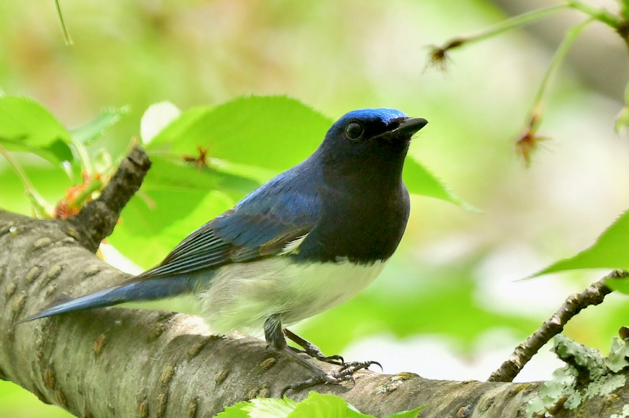 Photo of Blue-and-white Flycatcher at 福岡市 by にょろちょろ