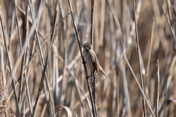 Common Reed Bunting 茨城県茨城町 Sun, 12/31/2023