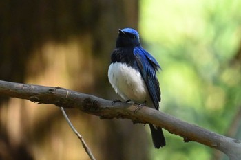 Blue-and-white Flycatcher 神奈川県　日向 Mon, 4/15/2024