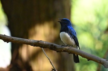 Blue-and-white Flycatcher 神奈川県　日向 Mon, 4/15/2024