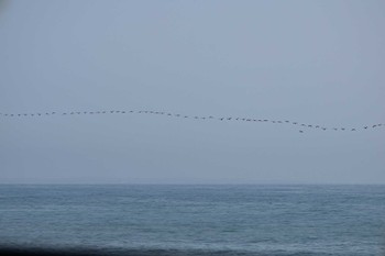 Japanese Cormorant 茨城県日立市 Sun, 4/14/2024