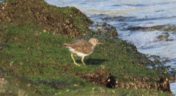 Common Sandpiper 東京湾 Tue, 4/16/2024