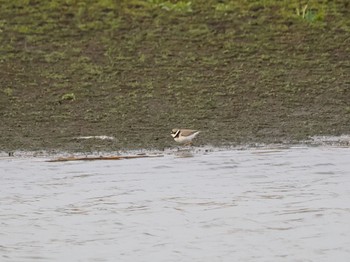 Little Ringed Plover Isanuma Sat, 3/30/2024