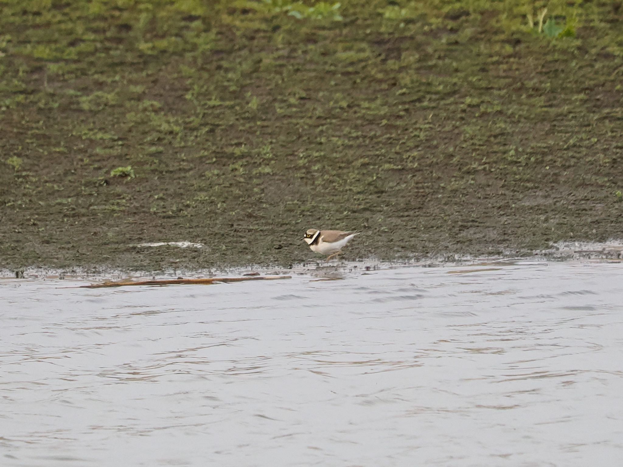 Photo of Little Ringed Plover at Isanuma by クロやん