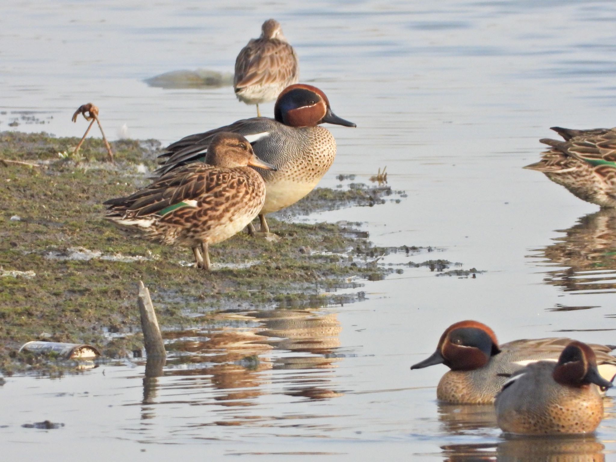 Photo of Eurasian Teal at Isanuma by クロやん