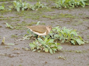 Common Sandpiper Isanuma Sat, 3/30/2024