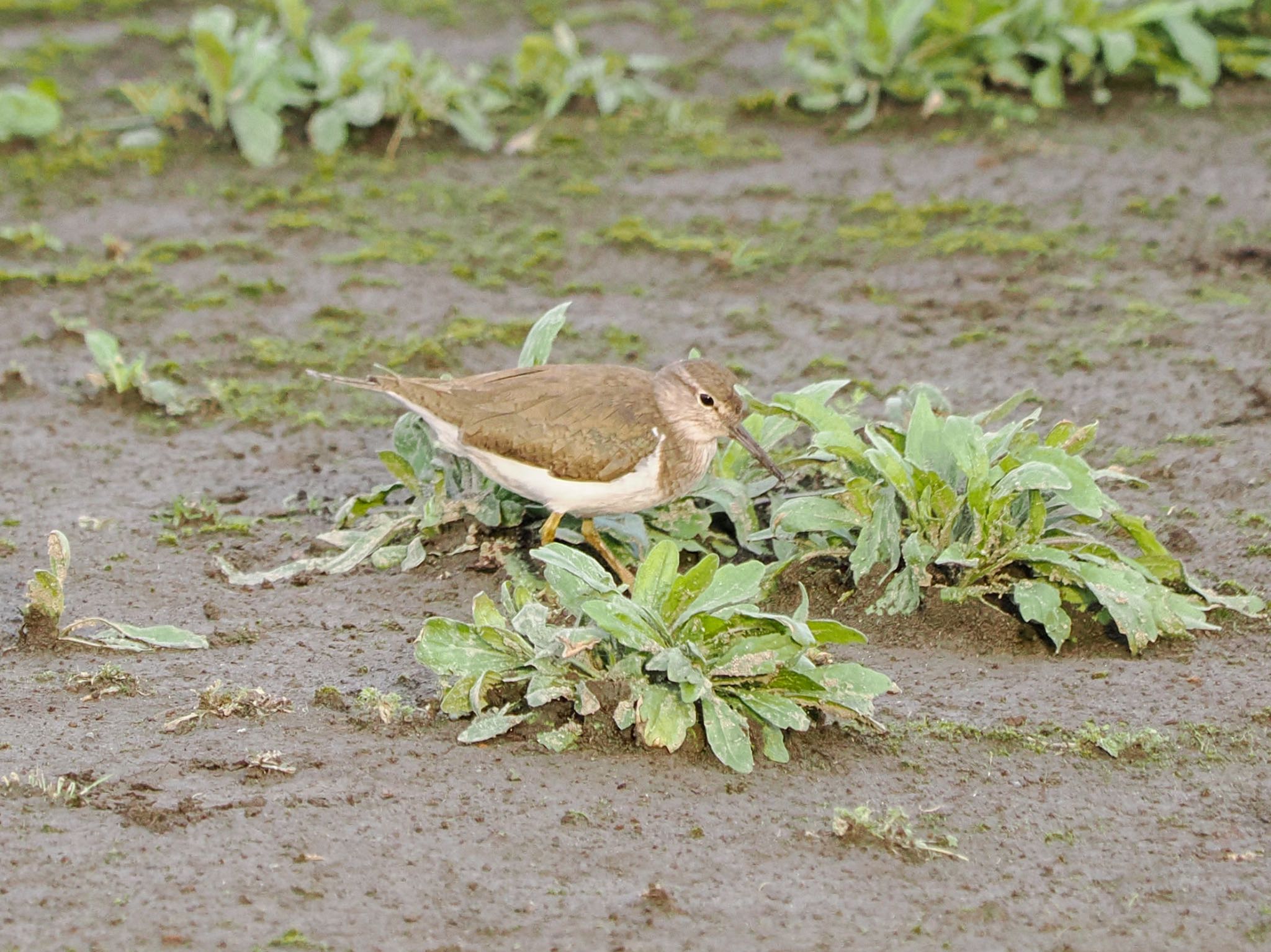 Photo of Common Sandpiper at Isanuma by クロやん