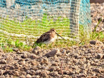 Common Snipe Isanuma Sat, 3/30/2024