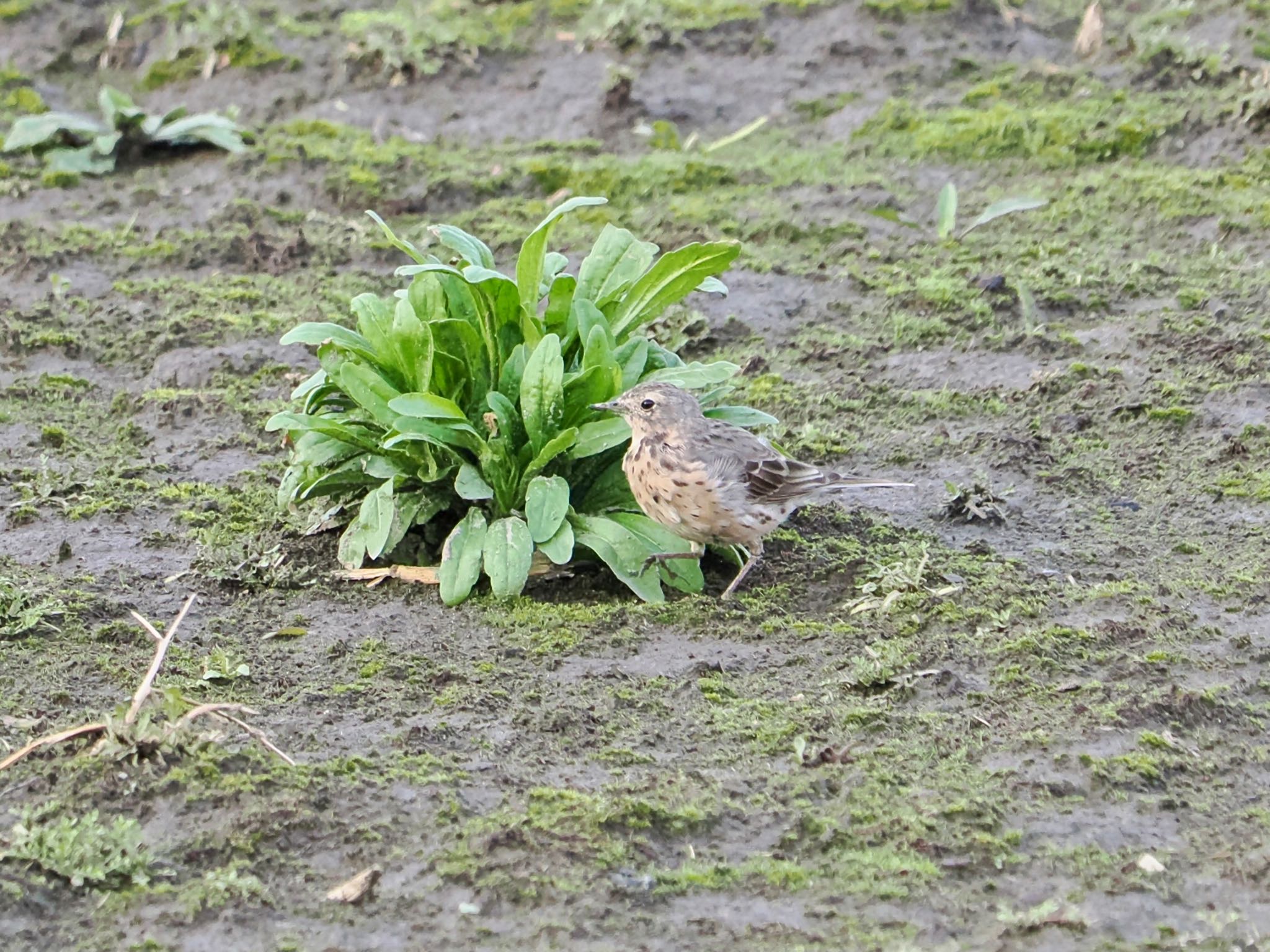 タヒバリ