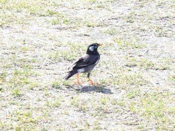 ムクドリ 葛西臨海公園 2024年4月13日(土)