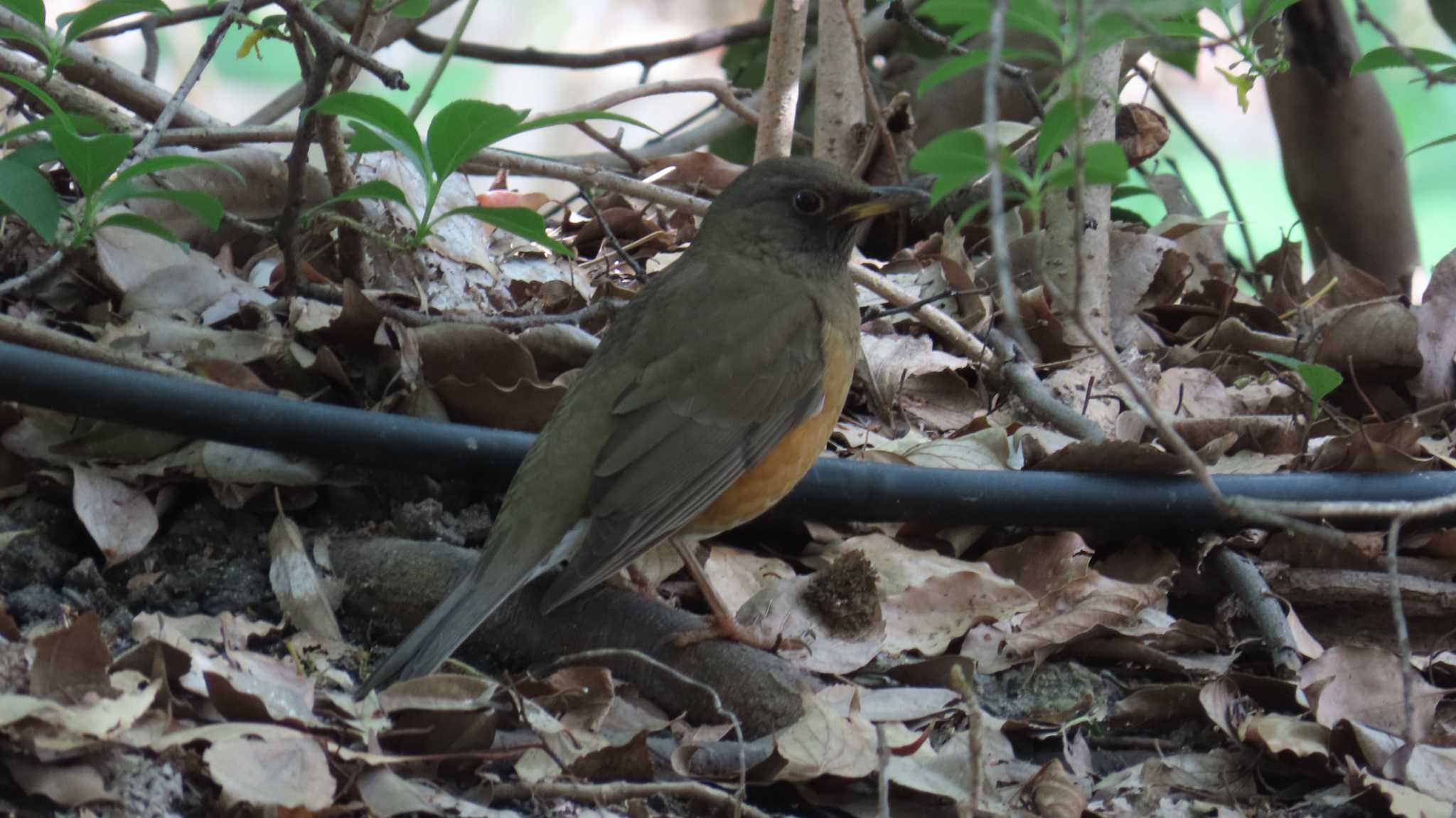 Photo of Brown-headed Thrush at 鶴舞公園(名古屋) by ザキ