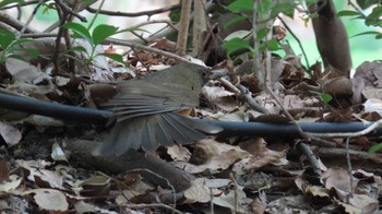 Brown-headed Thrush 鶴舞公園(名古屋) Mon, 4/15/2024