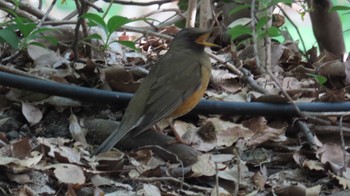 Brown-headed Thrush 鶴舞公園(名古屋) Mon, 4/15/2024