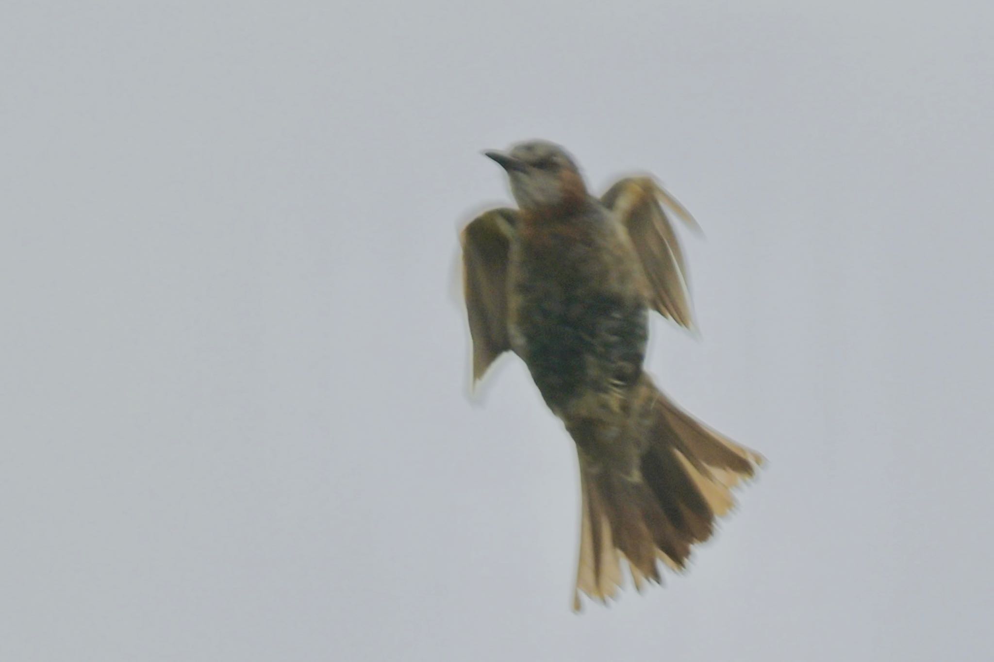 Photo of Brown-eared Bulbul(ogawae) at  by 美妃8