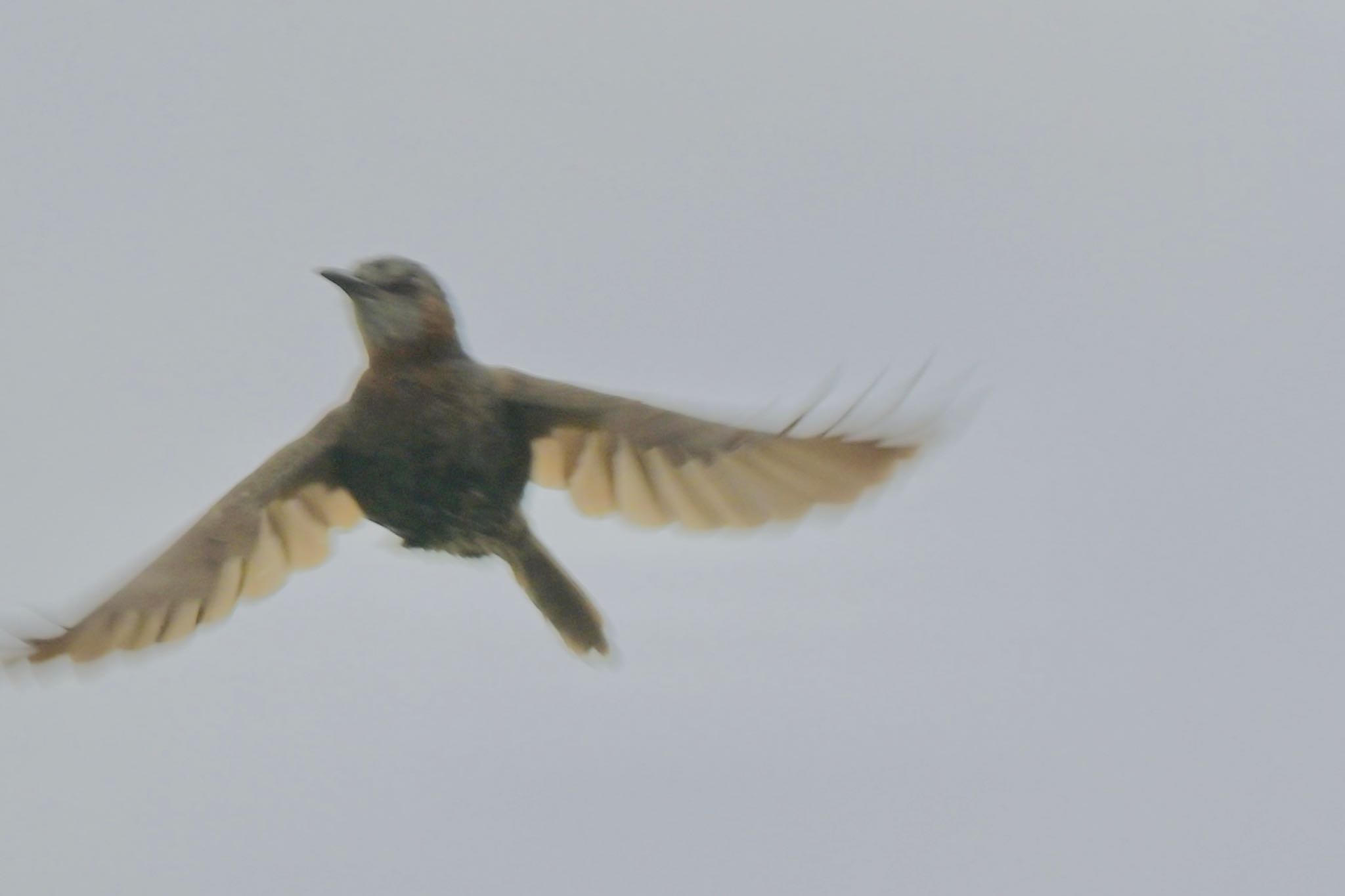 Photo of Brown-eared Bulbul(ogawae) at  by 美妃8