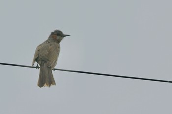 Brown-eared Bulbul(ogawae) Unknown Spots Sat, 4/6/2024