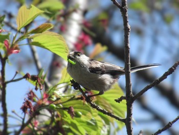 Long-tailed Tit Showa Kinen Park Sat, 4/13/2024