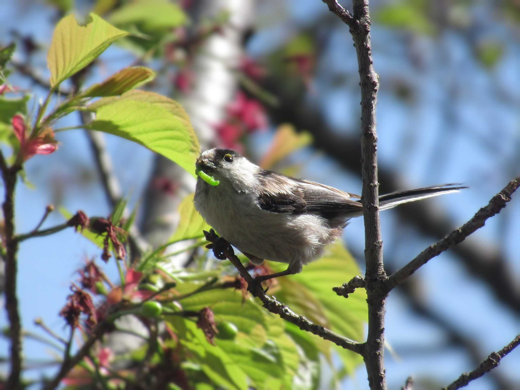 Long-tailed Tit