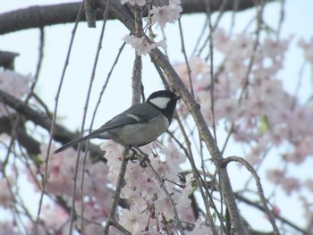 シジュウカラ 昭和記念公園 2024年4月13日(土)