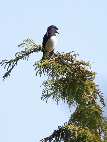 Blue-and-white Flycatcher 日向渓谷 Sun, 4/14/2024