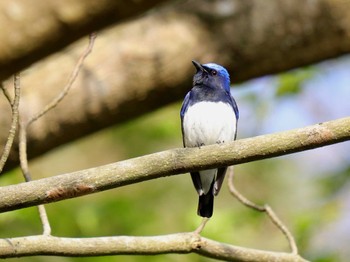 Blue-and-white Flycatcher 日向渓谷 Sun, 4/14/2024