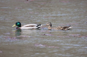 Mallard 屯田遊水池 Tue, 4/16/2024