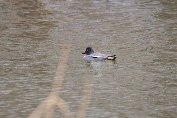 Eurasian Teal 屯田遊水池 Tue, 4/16/2024