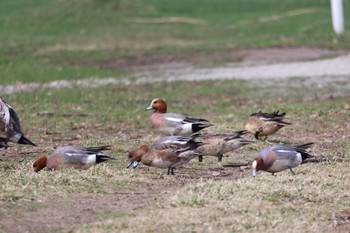 Eurasian Wigeon 屯田遊水池 Tue, 4/16/2024