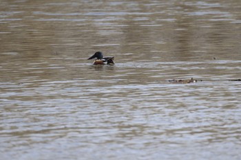 Northern Shoveler 屯田遊水池 Tue, 4/16/2024