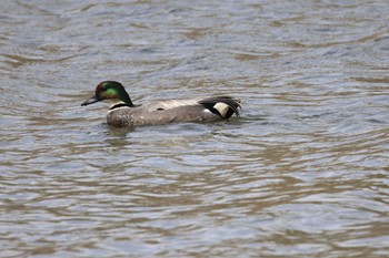 Falcated Duck 屯田遊水池 Tue, 4/16/2024