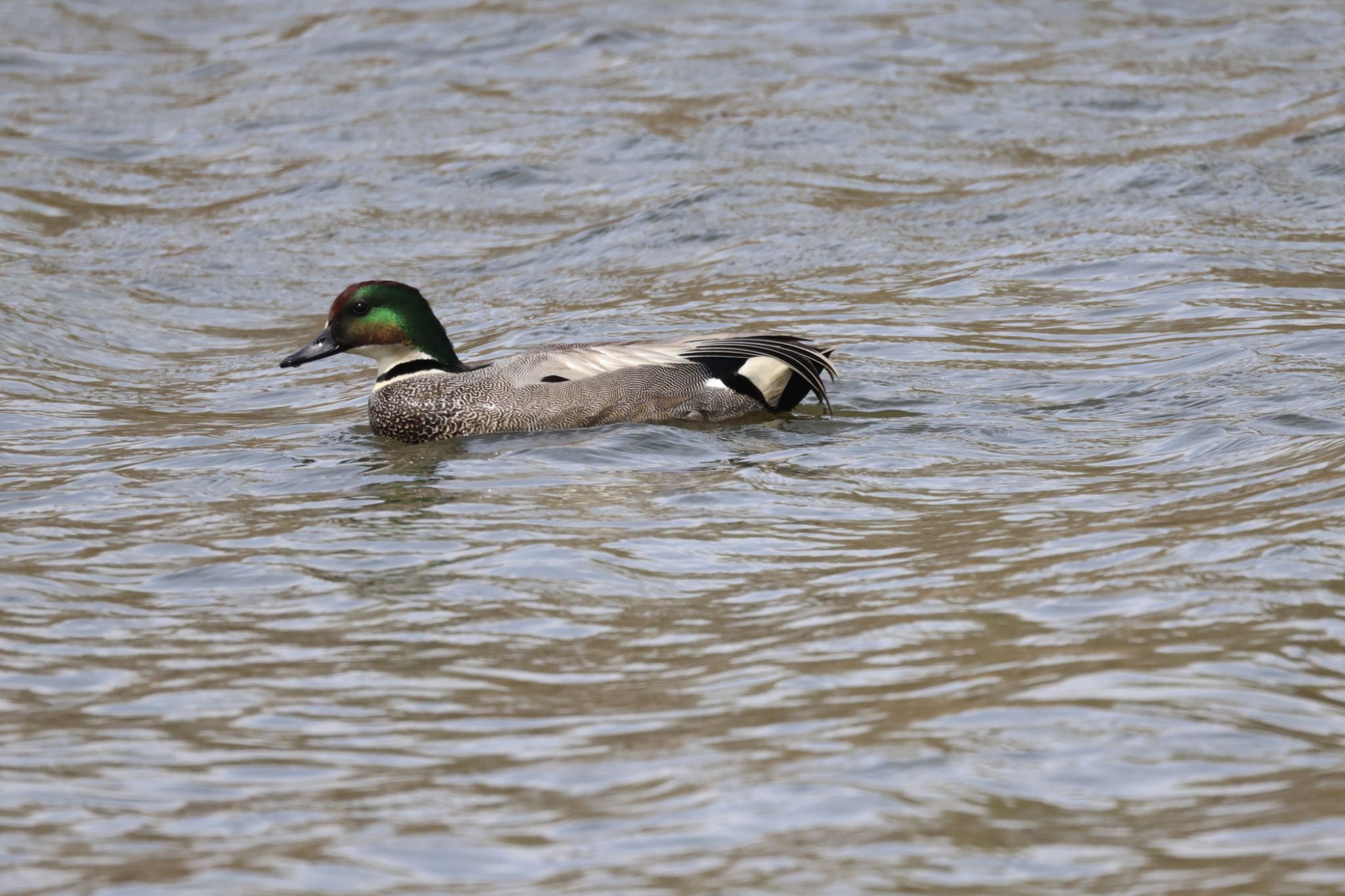 Photo of Falcated Duck at 屯田遊水池 by will 73