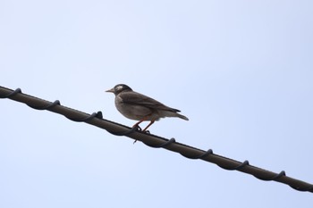 White-cheeked Starling 屯田遊水池 Tue, 4/16/2024